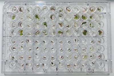 Environmental parameters factors exploration on lettuce seed germination with hydrogel